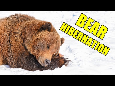 Video: The den is a convenient wintering place for bears