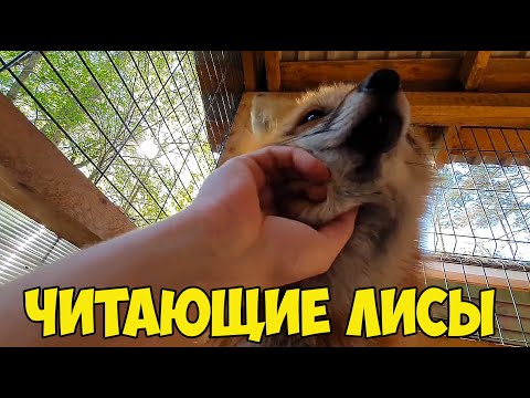 ЛИ СЯО. Алиса