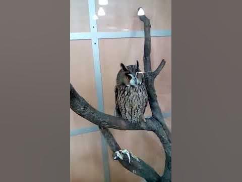 Трогательный зоопарк "Крошка Енот!!!" - YouTube