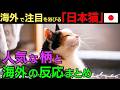 【海外の反応】 日本猫が海外で大人気！その理由とリアルな反応を解説