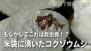 米袋に湧いたコクゾウムシ もしかしてこれは昆虫食 Youtube