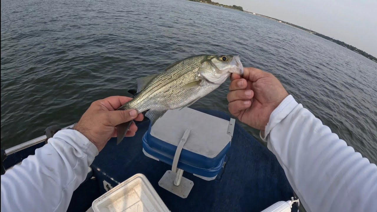 Sand Bass fishing Lake Granbury