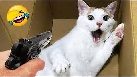 Funny Cat Videos – When Cats and Dogs Become Best Buddies 😻🐕