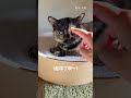 賴床再賴床是貓咪的權利！ #cat #貓咪日常 #貓咪 #寵物 #cute