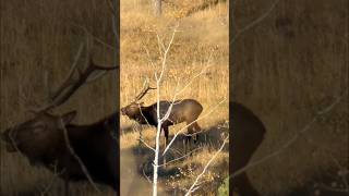 The day before opener! SCREECH! #elkhunting #elk #hunting #bullelk #buckstorm #leupold