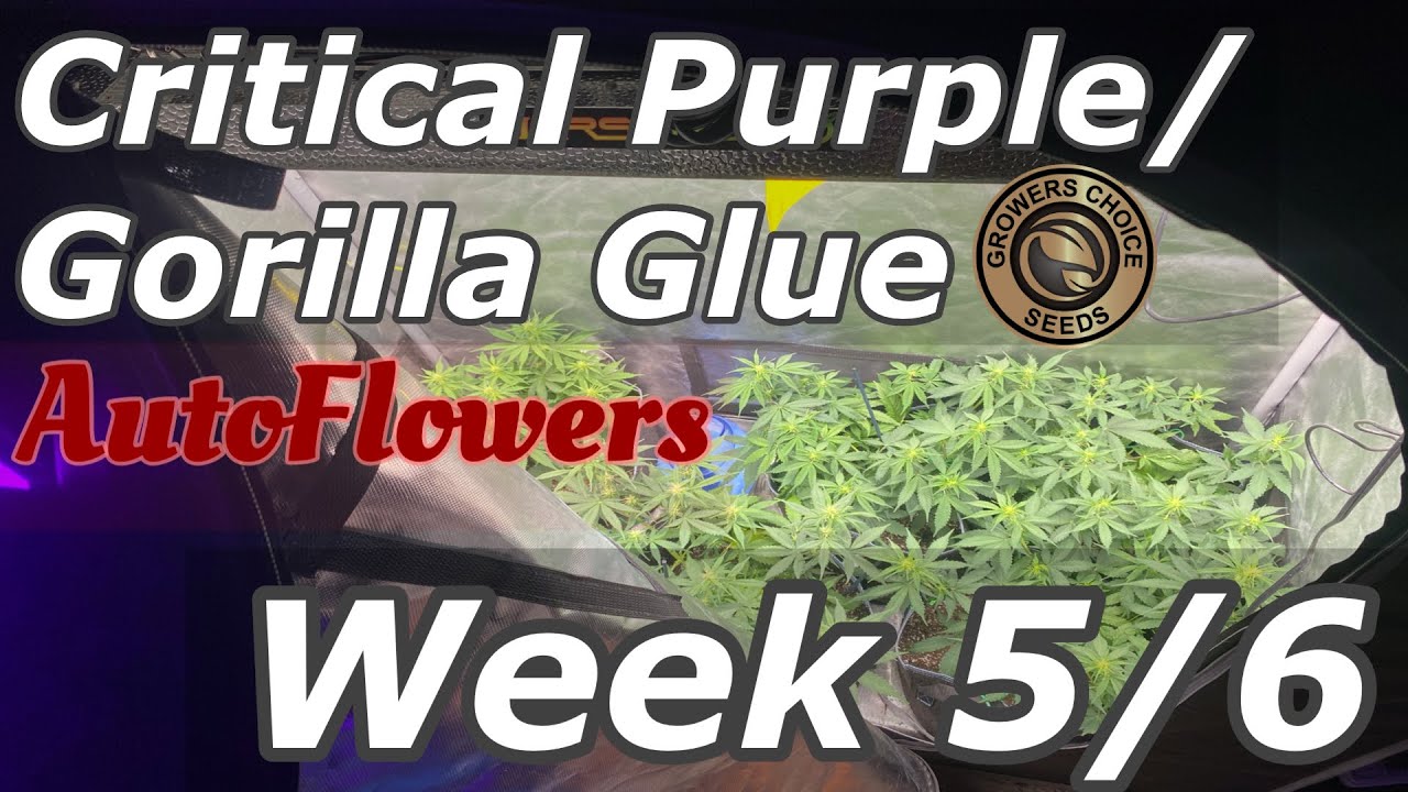 CRITICAL PURPLE/GORILLA GLUE FROM GROWERSCHOICE WEEK 5/6