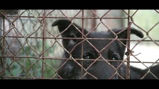 Kepz Animal Shelter In Corfu