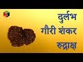 Gauri shankar rudraksha  marriage happy married life  prosperity