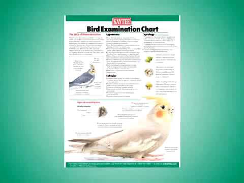 Cockatiel Chart