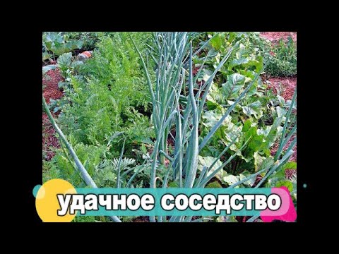 Видео: Что выращивать рядом с зеленым луком: узнайте о хороших растениях-компаньонах для зеленого лука