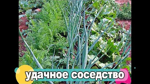 🥦🥕🌱ЧТО МОЖНО САЖАТЬ РЯДОМ НА ОДНОЙ ГРЯДКЕ. СМЕШАННЫЕ ПОСАДКИ