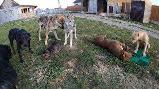 КОТ ЖИВЕТ СРЕДИ ВОЛКОВ И ПИТБУЛЕЙ !!!!!! БАНДА В СБОРЕ !!!!! Питбуль/ВОлк/Кот/Дворняжка. Банда Агопа