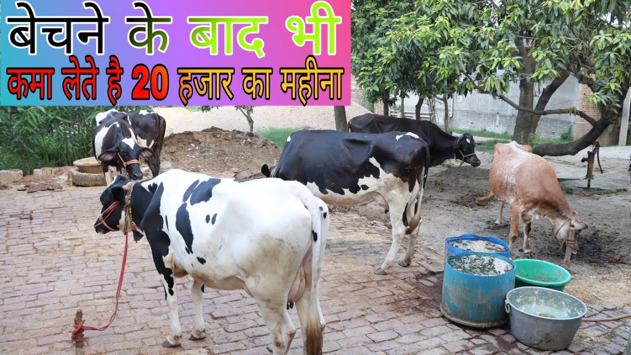 Krishna Dairy Farm - YouTube