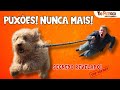 🐾 Onde Você Está Errando no Passeio?🐾 Guia FÁCIL para Parar os Puxões!