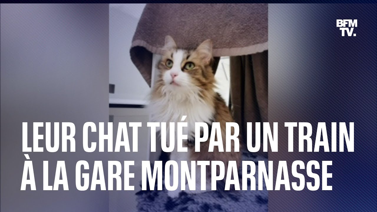 Leur Chat A Ete Ecrase Par Un Tgv Elles Demandent Justice A La Sncf Youtube