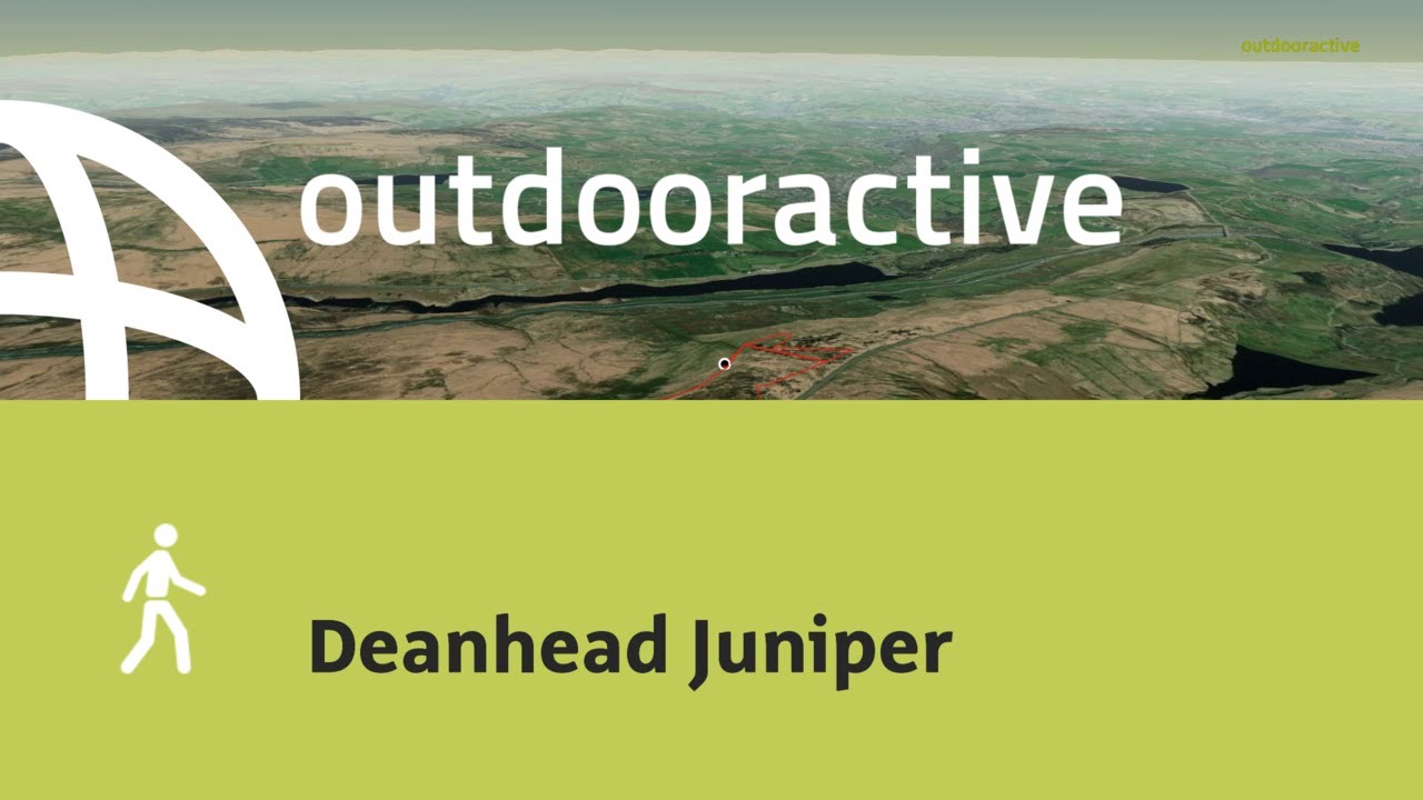 Deanhead Juniper