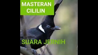 Masteran cililin 2 jam nonstop