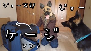 大型犬のソフトケージってどうなの？ Large dog cage in car