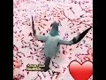 أفضل اغنية على الحمام الزاجل أفضل اغنية على الحمام الزاجل