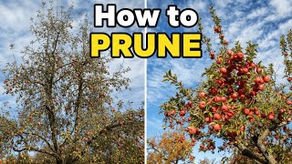 Why Your Fruit Tree Grows But Doesn’t Fruit (Pruning Explained)