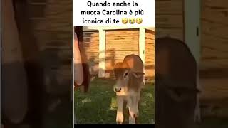Quando anche la mucca Carolina è più iconica di te 🤣😭🤣 #memes