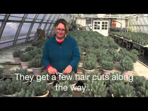 Βίντεο: Goodwin Creek Lavender Plants: Growing Lavender «Goodwin Creek Grey»
