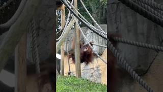 Hanging By The Ropes Of Life