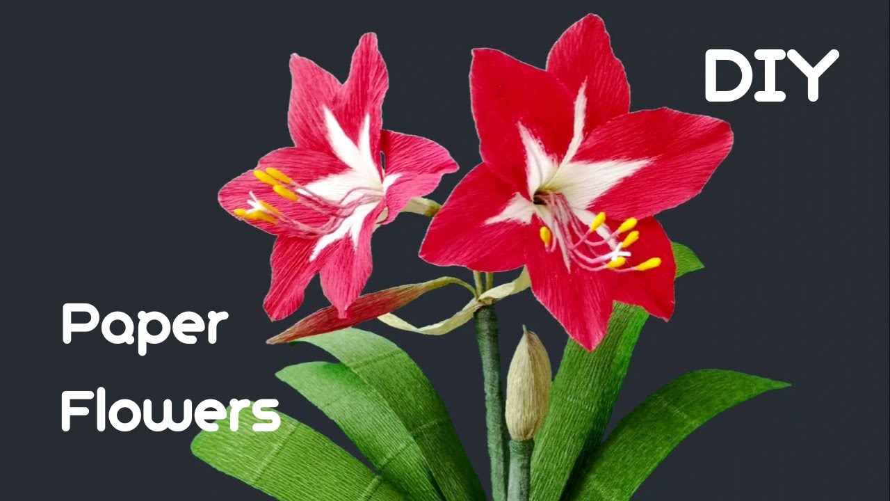 Paper Wrapped Amaryllis