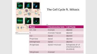 Genetics - More Chromosome Counting