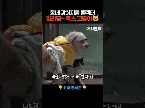 동네 강아지들 꼬시고 다니는 폭스 고양희🐱 #애니멀봐 #shorts