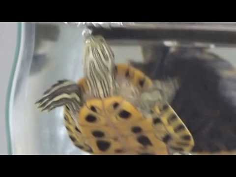 The Bubbling Turtle