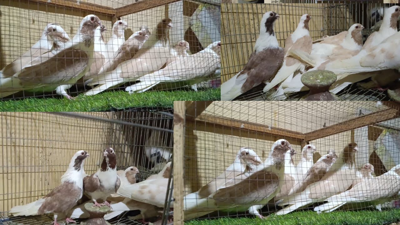 بسم الله ماشاء الله مفرخه كامله حممتين نش جمدين 01050688703/01228440528#عالمي #الزيادات #للحمام 