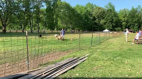 AKC Herding Test, Bill and Titan, May 23, 2021