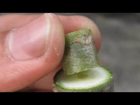 Video Cách ghép sứ Thái sống 100% , cách chọn bo sứ ghép ,... - youtube