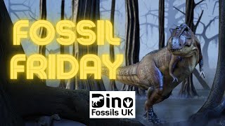 Fossil Friday Ep 1 - Real T. rex Teeth!