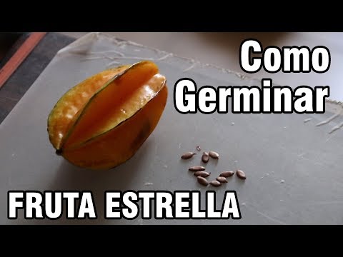 Video: Métodos de propagación de carambola: cómo propagar un árbol de carambola