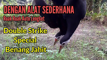 Mikat Burung Ruak Ruak || Double strike