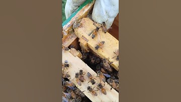 LIVE FROM MY HIVES! PUSHING TOGETHER FRAMES TO CLOSE HIVE AFTER INSPECTION! #hiveinspection #bees