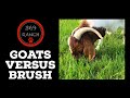 The Power of Brush Clearing Goats Before and After