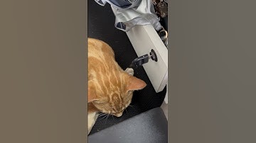 Tabby Cat Creates A Metronome