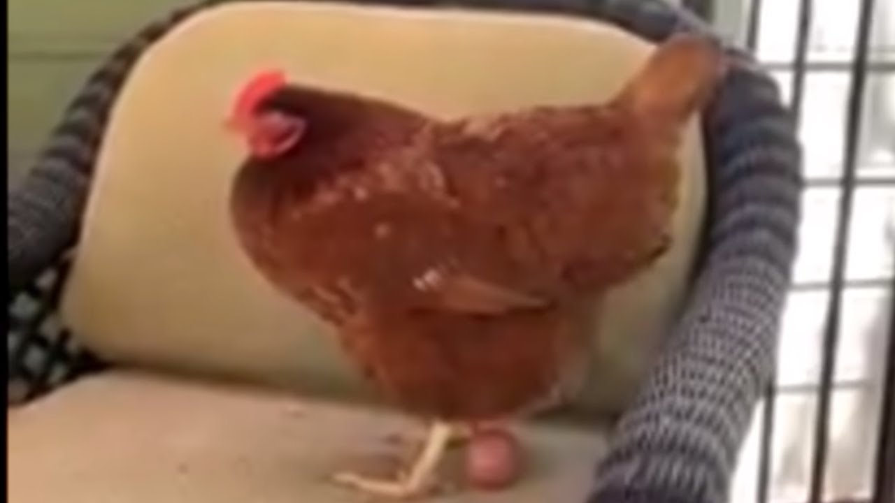 videos for cats Chicken sits on chair and casually lays an egg