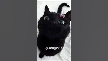 Black cats are not scary 🐈‍⬛😣#cat#catlovers #catvideos #catcatsoft