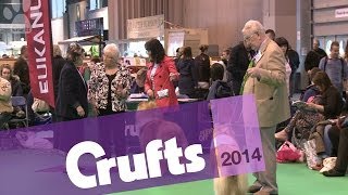 Rough Collie | Best of Breed | Crufts 2014