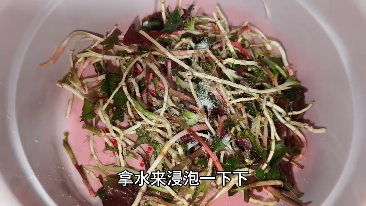 小曾嘴馋自己去挖野菜，开胃又解腻，还被婆婆误解有三宝来了
