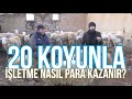 "20 Koyunla, İşletme Nasıl Para Kazanır?" - Şehirli Çoban