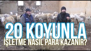 "20 Koyunla, İşletme Nasıl Para Kazanır?" - Çobanın Sesi