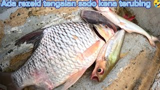 Ada rezeki tengalan sado kena terubing 🤣