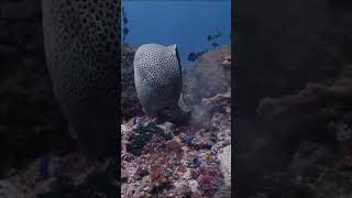 electric fish amazing lifestyle ✨🔥#venomouscreatures #fishing #waterfall #wildlifeentertainment
