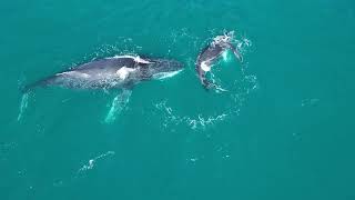Whale Calf and Mother Splash Playfully in Ocean