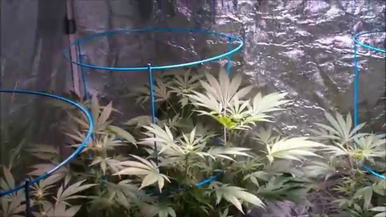 Homegrown Natural Wonders  "The Eleven" tester journal  Ep7